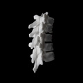 SHC-M / Bone