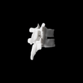 SHC-S / Bone White